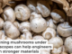 White button mushrooms are one of the types studied to inform stronger materials. DigiPub/Moment via Getty Images